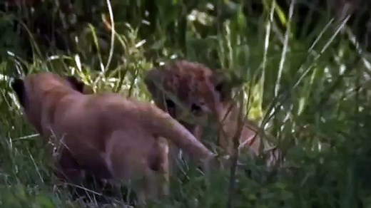 Lions Documentary 2015 || Lion's Most Dangerous Enemy || animal world 2015