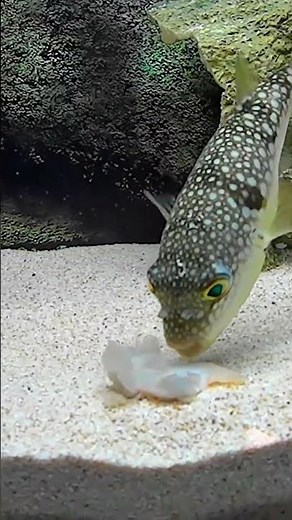【海水魚水槽】アサリを食べるフグ（クサフグもしくはコモンフグ、分かる方、教えてください）＃海水魚＃アクアリウム＃水槽