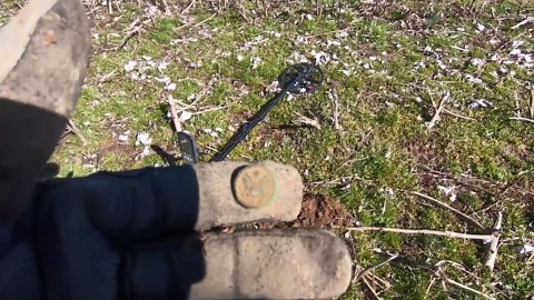 Metal detecting a cotton field