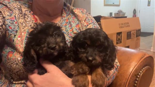 Last night 🥰 #puppyperfectionist #cavapoo #foundationstraining | Puppy Perfectionist