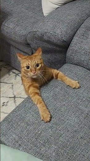 Cat Zoomies Compilation 😹 | Funniest Hyper Cats Moments Ever!