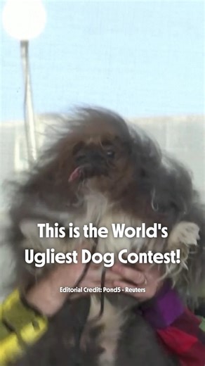 This is the World’s Ugliest Dog Contest! Despite the name, this heartwarming event celebrates all dogs and promotes adoption from shelters. 🐶❤️ In 2023, Scooter stole our hearts and took home first place! Born with hind legs that face backward, Scooter was almost put down as a puppy. Thankfully, he was saved, and now, seven years later, he proves that true beauty comes from within! You can find this story and more inside the pages of our brand new annual, Dare to Discover. Use code: 50RIPLEY fo