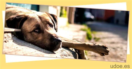 Bajatodo.net: Descarga música y MP3s de forma fácil y rápida - UDOE