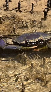 Who’s coming crabbing with us? | Em Lethlean