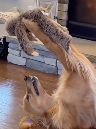 Playtime and Joy: Dogs Having Fun with Toys