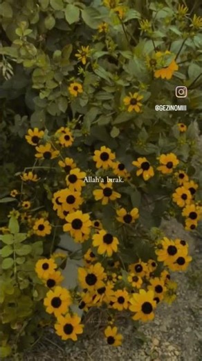 Duygusal sözler Whatsapp Üçün MARAQLI MƏNALİ STATUSLAR Status üçün vidyo menali sözler dini vdiyo