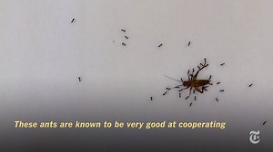 150K views · 535 shares | How ants cooperate to overcome obstacles:...