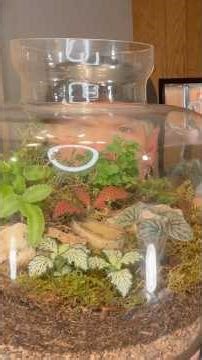 What I learned, while constructing my first terrarium.