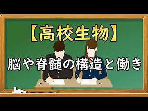 高校生物【脳や脊髄の構造と働き】オンラインで高校授業