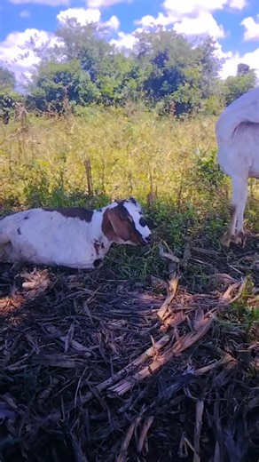 kashe thee third (@kashe.thee.third)’s videos with original sound - Emman 222