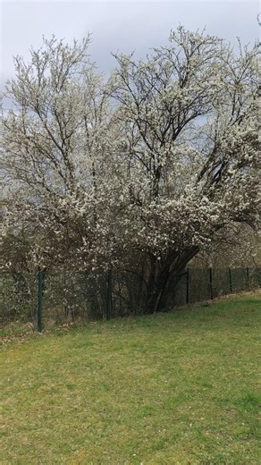 A very windy day. #travel #vlog #germany #europe #nature