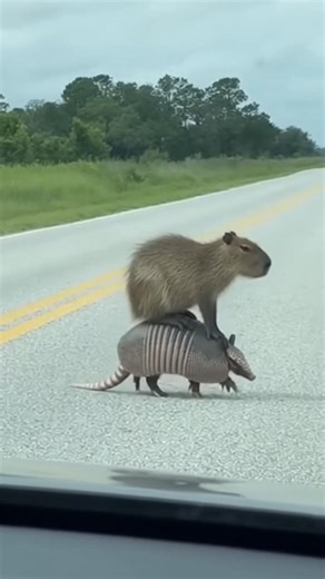 Armadillo Uber A saavy capybara bums a ride off an armadillo. #capybara #armadillo This video and story are for entertainment purposes only and was created with the assistance of A.I. No animals were harmed in making this video | Mike's Mayhem