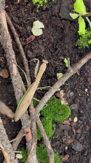 Chinese praying mantis