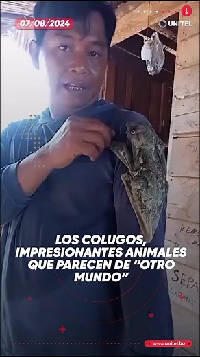 Colugos: Animales Arborícolas en Peligro