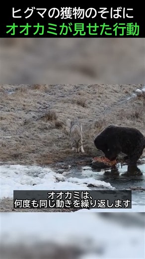 The Behavior a Wolf Displayed Next to a Brown Bear Eating Its Prey