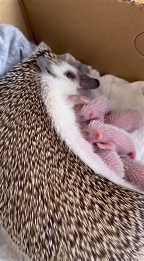 36K views · 2.2K reactions | Tiny Hoglets with Mom Hedgehog 璉 Rate 1–10 if this melts your heart!  #hedgehognation | The Daily Hedgehog Show | Facebook