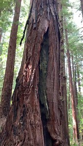 Big coast redwood at Hendy Woods State Park. Our own Kate Berry grabbed this video a couple days ago. | Save the Redwoods League