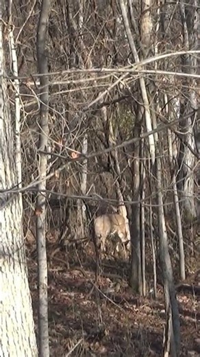 Deer vs .308 Winchester XPR