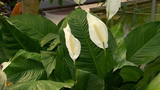 Espatifilo gigante o Spathiphyllum sensation, todo sobre su cuidado