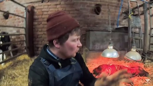 Tom Pemberton Farm Life: Farming with Cows and Calves