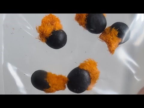 Growing Bird of Paradise (Strelitzia nicolai) from seed