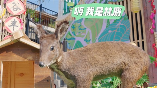 国家严控的“肚里黄金”！这小兽腺体分泌物价比黄金，是急救神药原料_腾讯新闻