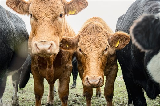 Kansas ranchers hit hard by cattle theft operations