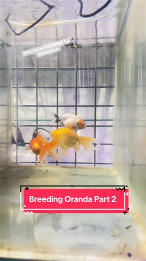 Breeding Oranda Goldfish: Separating Males and Females