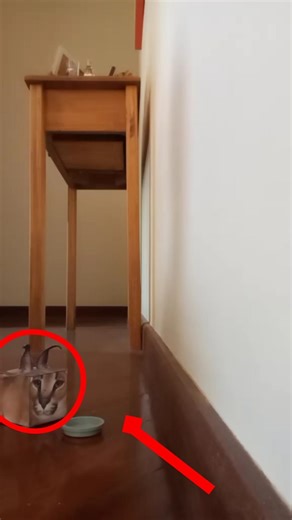 Exploding Floppa #floppatv #shorts