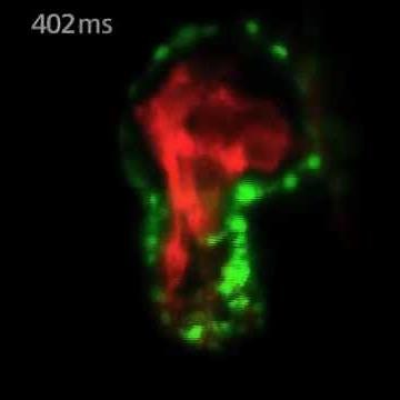 ZEISS Lightsheet Z.1 - Zebrafish Heart
