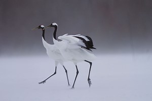 Interesting Animal Facts About Cranes – Interesting Animal Facts