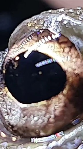 🔥 HAVE YOU SEEN MY LATEST 2-PART TUTORIAL? #terrarium #aquarium #terrarium #frog #pets