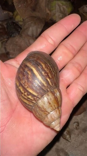 Small snail to big snail 🐌😍#snail #shorts#subscribe #viral #views