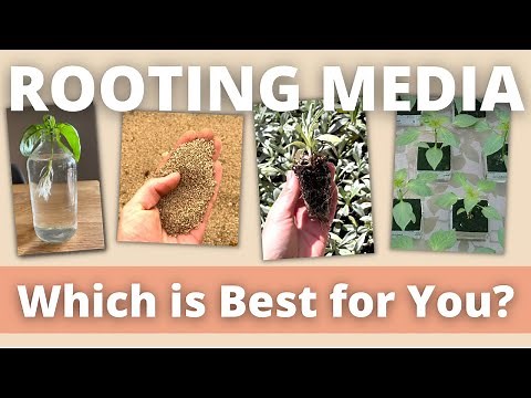 Which Rooting Medium Gives You the Fastest Results?