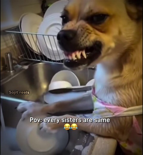 Funny Meme for Sisters: Relatable Moments