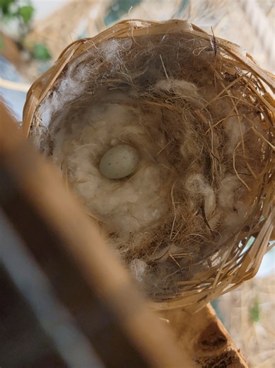 Canary Lays First Egg: A Joyful Nature Moment