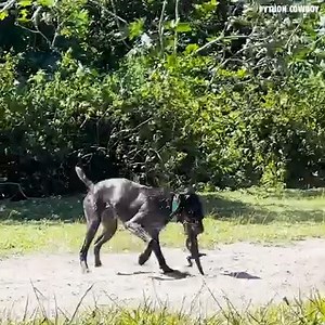 126K views · 3.2K reactions | Meet Fenix Sling Shot Sammies Iguana & Python Dog! She's doing great! Allgood's Adventures | Python Cowboy Hunts | Facebook