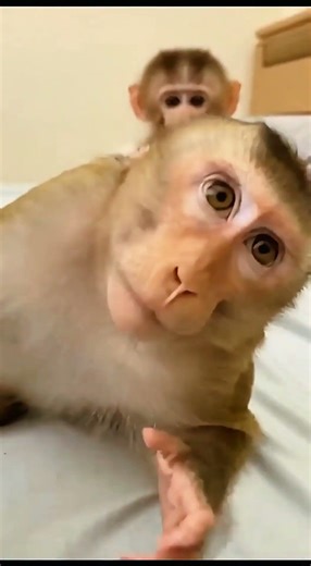 Bro was sleeping… spider said HELLO! 😂🕷️ #shorts #monkey #funny #trending #prank #virl #comedy