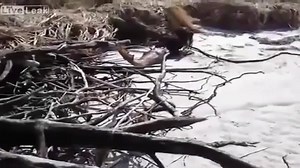 13K views · 269 reactions | 5 Mermaid Sightings Caught On Tape & Spotted In Real Life! Do you believe these sightings? Credits: Top 5s Finest | Mermaid Lover | Facebook