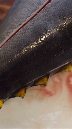 Shocking Close Up of Tuna Being Cut - ASMR