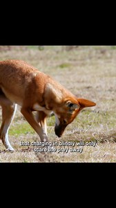 Giant mole rat is one of the main pray of the Ethiopian wolf | animal world