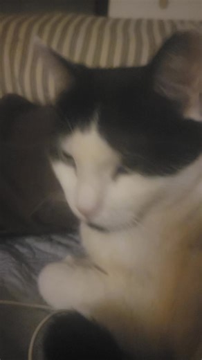 🐈🐈Obito👁🐈🐈🐈 (@criserobito4)’s videos with Mangekyou Sharingan - Zen