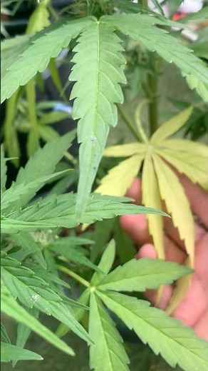 How to fix nitrogen deficiency. 💪💚👍