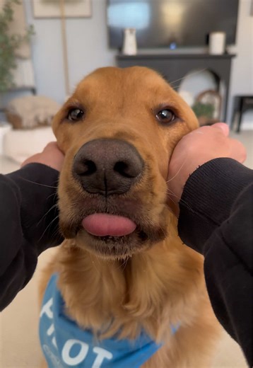 Hilarious Dinner Time Burps from Our Golden Retriever