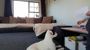 Figured I is old enough to start learning to read. *my first reading lesson* 🐶📖📚🤓 This video is Exclusively managed by ViralSnare: For licensing inquiries / permission to use: Email ~ licensing@viralsnare.com | Pixie's Page