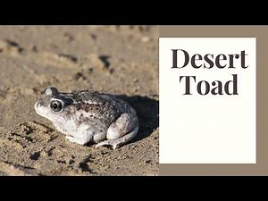 Spadefoot Toads Explained: Survival In Extreme Heat