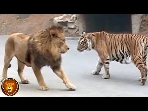 10 Tiere, die einen Löwen besiegen können