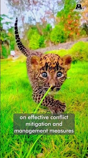Watch how the Wildlife SOS team takes constructive steps to mitigate human-leopard conflicts!