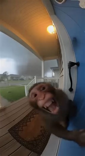 The monkey screams for help. | Sok Kimleng