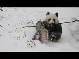 Giant pandas make debut at US National Zoo
